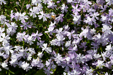 Flowering Annual Phlox (Phlox drummondii)