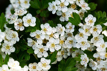 Flowers of Hawthorn (Crataegus monogyna)