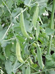 Green pea in the garden