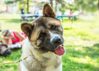 American akita puppy dog portrait outdoor in park