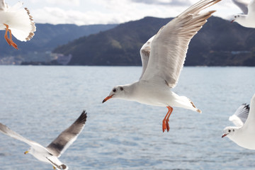 熱海のカモメたち
