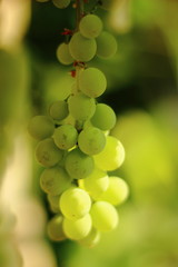 Grapes with morning sun