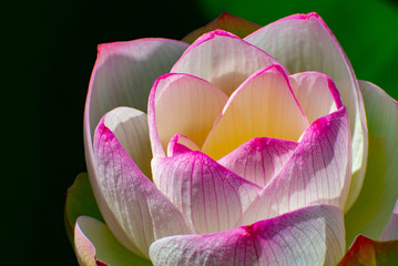 a bud of Japanese lotus flower 
