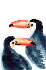 Watercolor picture of two black toucans on a white background