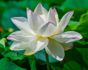 A beautiful lotus flower