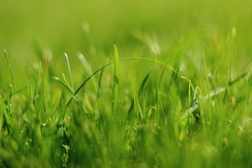 Gras with dew in the morning