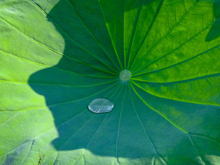 lotus leaf with a big water drop 