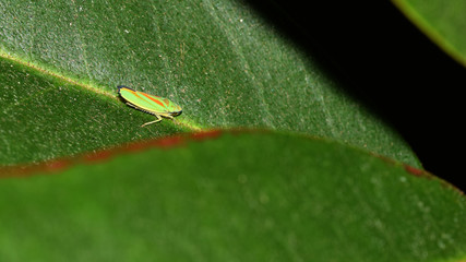 Rhododendronzikade, Graphocephala fennahi, Schnabelkerfe, Zikade, Rundkopfzikade, Kleinzikade, Käfer, Insekt, Makro