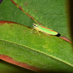 Rhododendronzikade, Graphocephala fennahi, Schnabelkerfe, Zikade, Rundkopfzikade, Kleinzikade, Käfer, Insekt, Makro