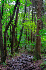 forest in Japan