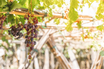 Red Grapes Fruit Plants Outdoors By Sunset.
