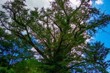 the back of tree branches 