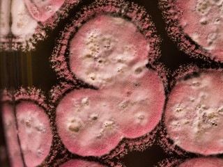 Pink paving 4