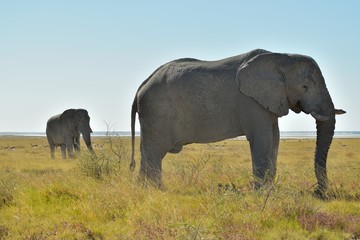 Fototapeta premium Elephants in Etosha