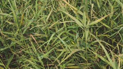 the texture of the greens and leaves. green nature texture