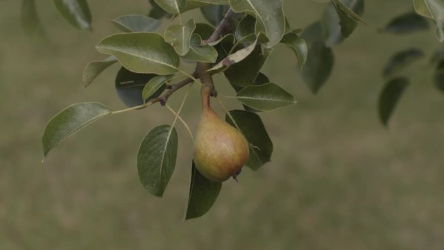 A young isolated unripe pear on a branch blowing in the wind. SLOW MOTION.
