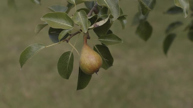 A SLOW MOTION SHOT of a young unripe pear blowing in the wind.