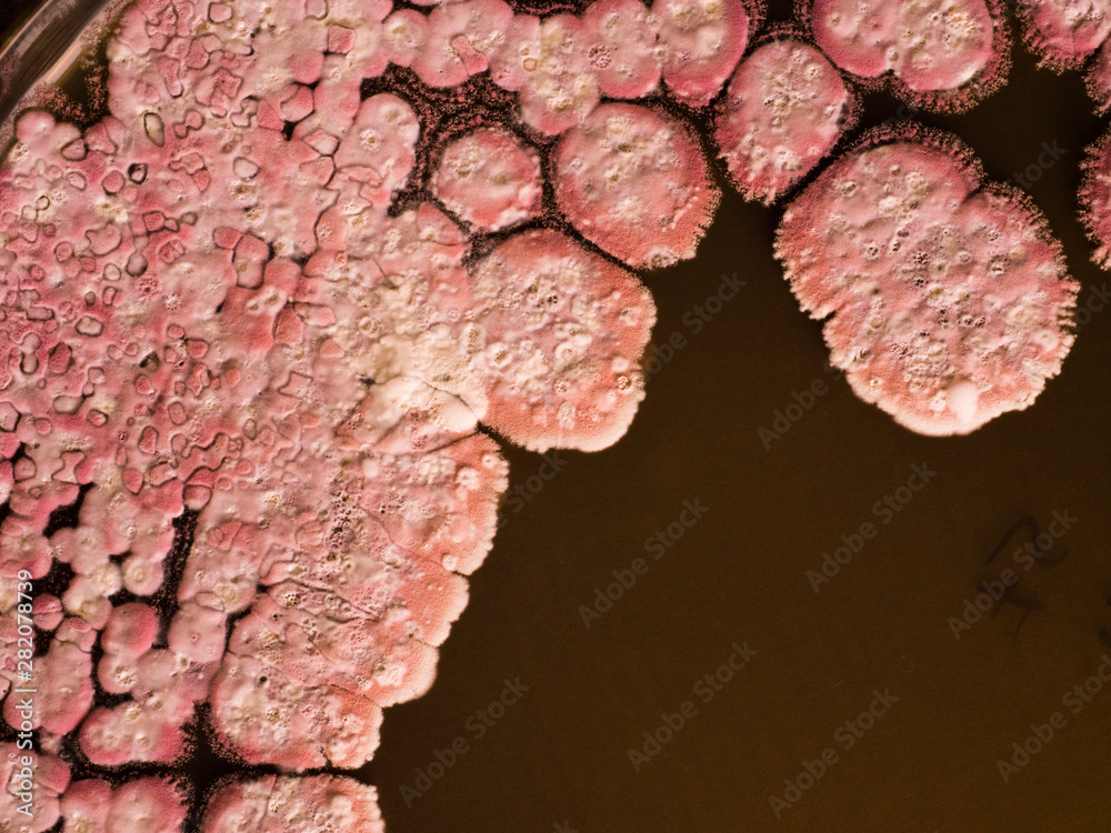 Wall mural pink paving 2