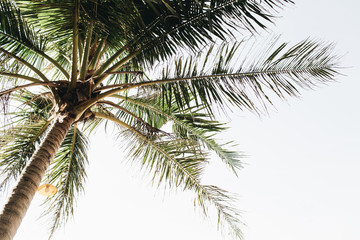 Summer tropical green palm tree against white sky. Isolated minimal wallpaper.Summer concept on...