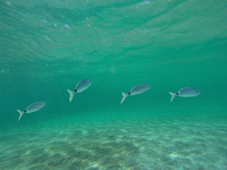 Paesaggio marino