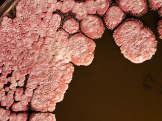 Pink paving 2