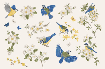 Klasyczna ilustracja rocznika. Blossom garden with tits. Ptaki i kwiaty. Zestaw - 282078763