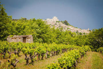 Fototapeta na wymiar View to Lacoste across a vineyard
