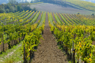 Fototapeta na wymiar Vineyard outside San Gimingano, Tuscany, Italy