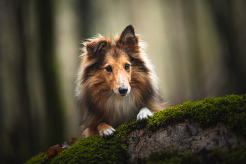 Shetland shepherd in natural enviroment
