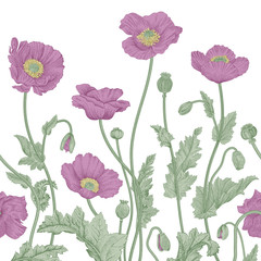Naklejki  Vintage floral illustration. Vector border. Purple Poppies.
