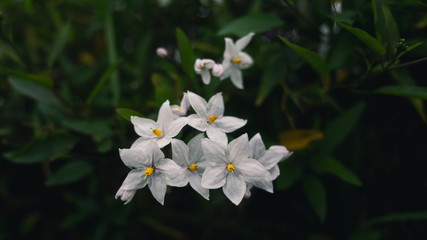 white spring flowers in the garden
