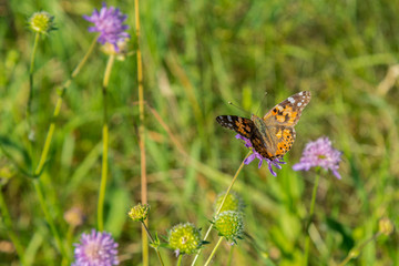 Butterfly on a flower in a field. Butterfly On Grass Field With Warm Light