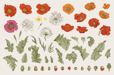 Vintage vector botanical illustration. Set. Poppies of various varieties. Flowers, leaves, buds - obrazy, fototapety, plakaty