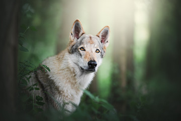 Wolfdog in natural environment, wod, mountain