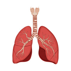 Cross section of human lungs and trachea