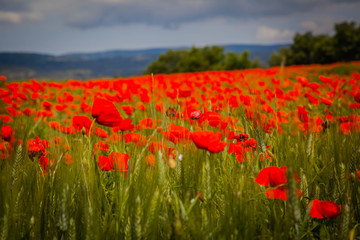 Fototapeta na wymiar Blooming poppies in Provence, France