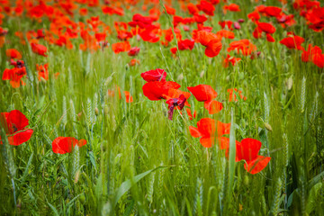 Blooming poppies in Provence, France