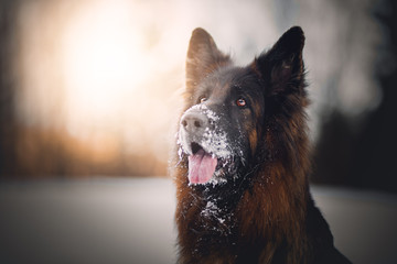 German shepherd, intense eyes, natural environment