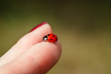 Ladybug on finger. Beautiful summer background. Ladybug on hand on yellow background close-up.