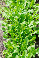Green arugula in the garden in soil and pots, green vegetable. vertical photo