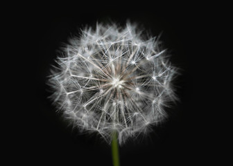 White dandelion on isolated black background. Fluffy dandelion seeds. Dandelion close-up macro. A side view of a blooming flower head of the dandelion.