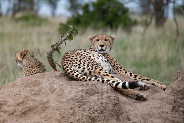 Cheetah lying on a termite mound in the Masai Mara