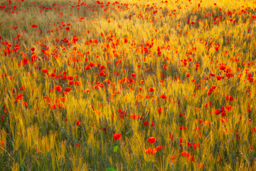 Blooming poppies in Provence, France
