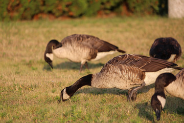 Canada goose eating at park