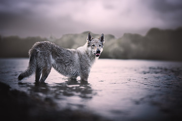 Wolf dog in natural enviroment, lake, wood, nature, dog