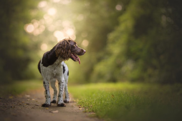 Springer spaniel dog in natural environment, backlight, bokeh