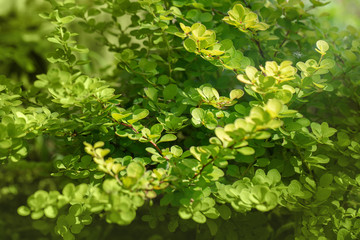 Berberis thunbergii aurea, Barberry thunberg aurea nature green background. Barberry on a Sunny summer day. Beautiful ornamental shrub. Barberry with yellow green leaves