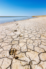 The cow trace on the dry cracked soil on the drying up watering place bank in the drought time