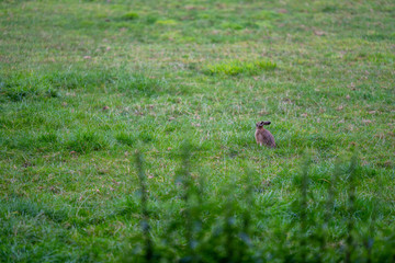 Obraz na płótnie Canvas bunny on a field in the morning