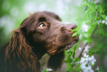 Springer spaniel dog in natural environment, backlight, bokeh
